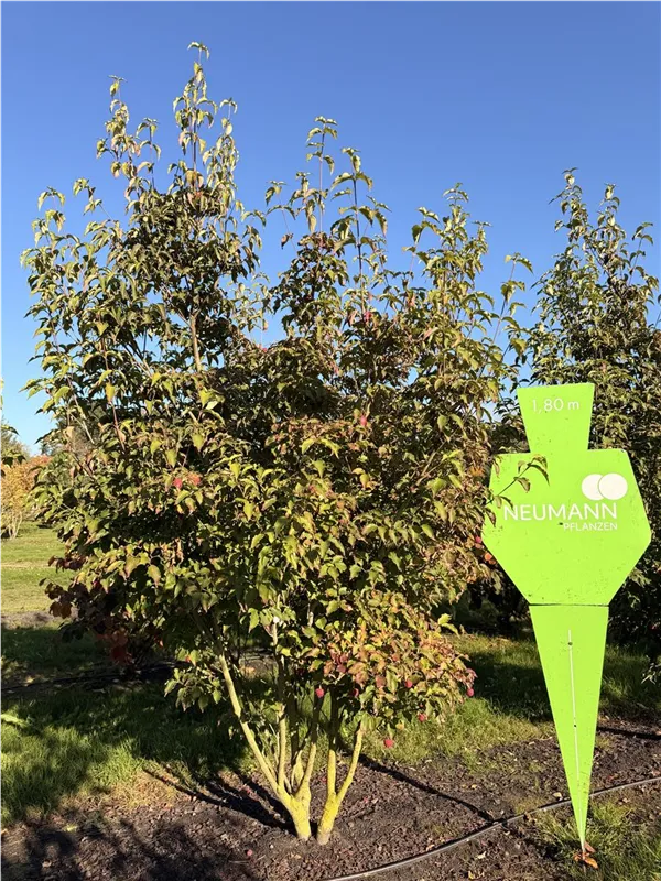 Cornus kousa chinensis 'Great Star'