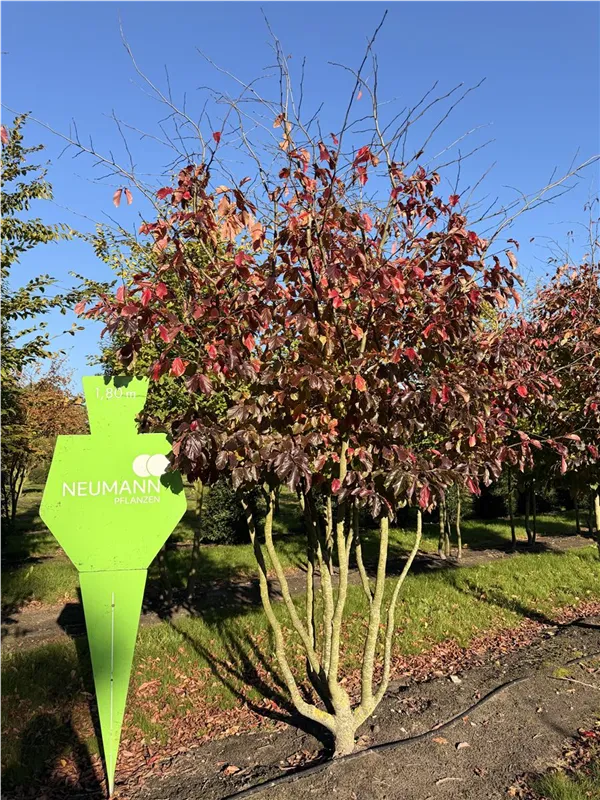 Parrotia persica 'Bella'