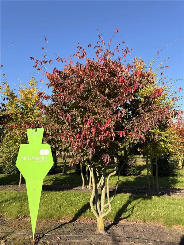 Parrotia persica 'Bella'