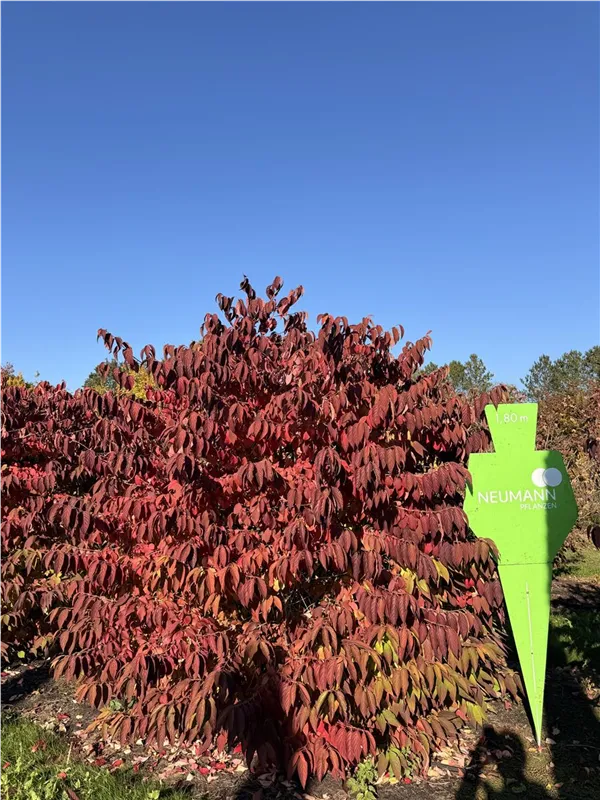 Viburnum plicatum tomentosum
