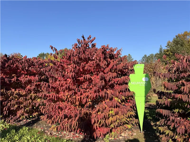 Viburnum plicatum tomentosum