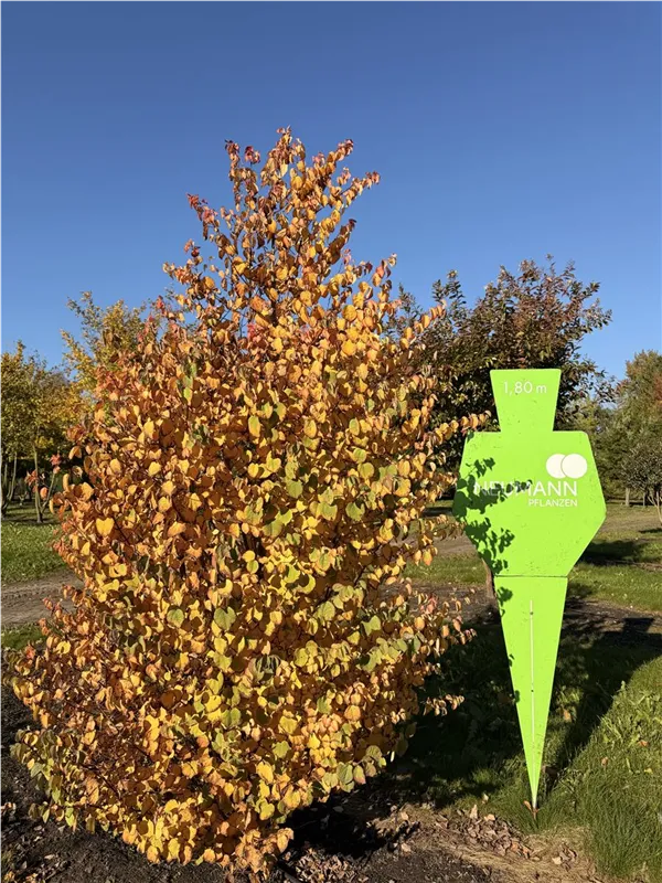 Cercidiphyllum japonicum
