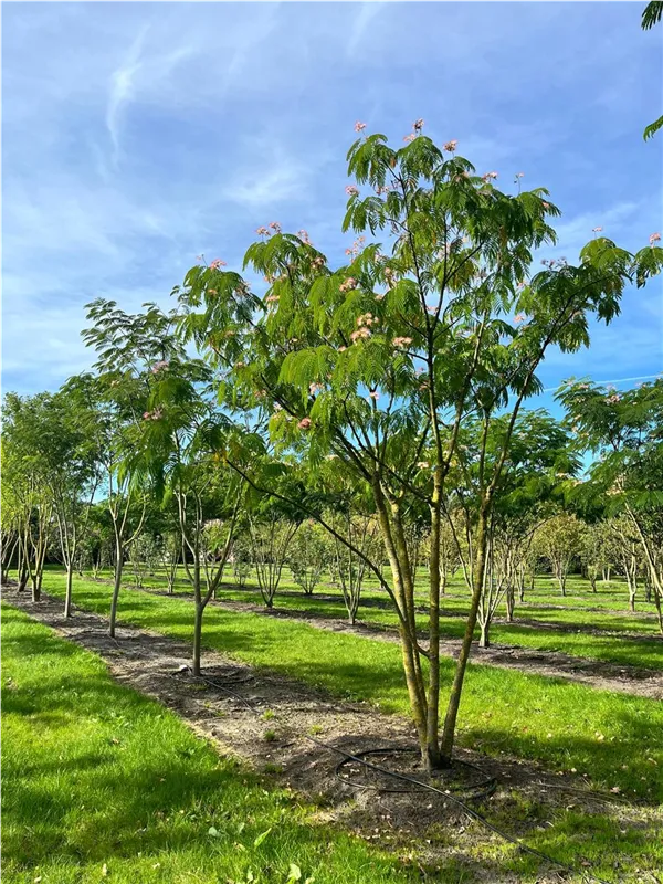 Albizia julibrissin 'Ombrella'