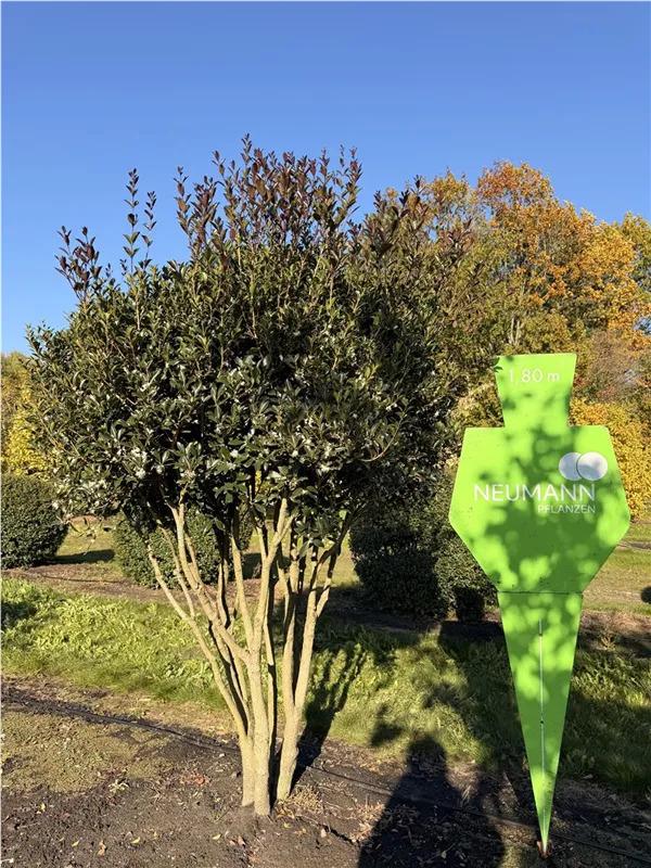 Osmanthus heterophyllus 'Purpureus'