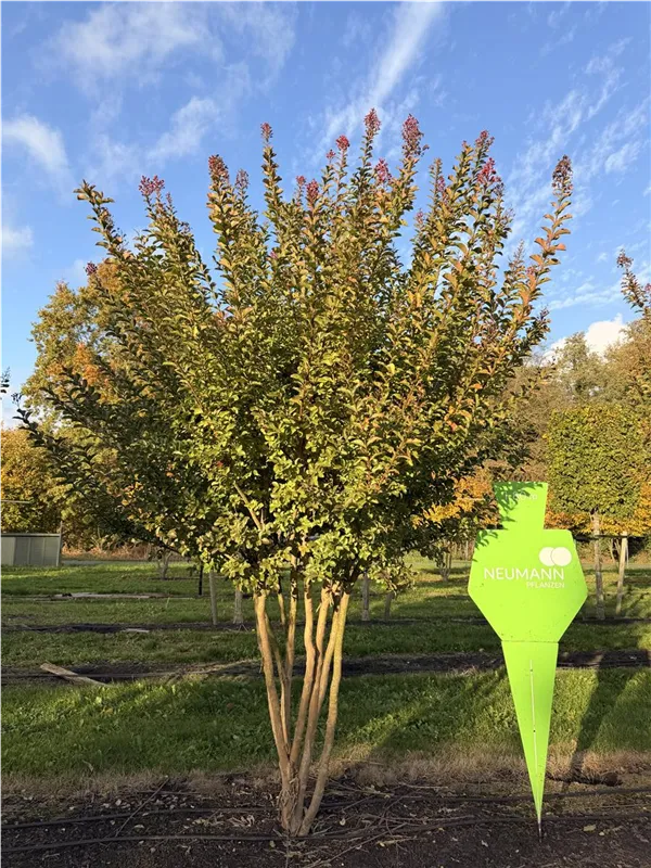 Lagerstroemia indica 'Tuscarora'