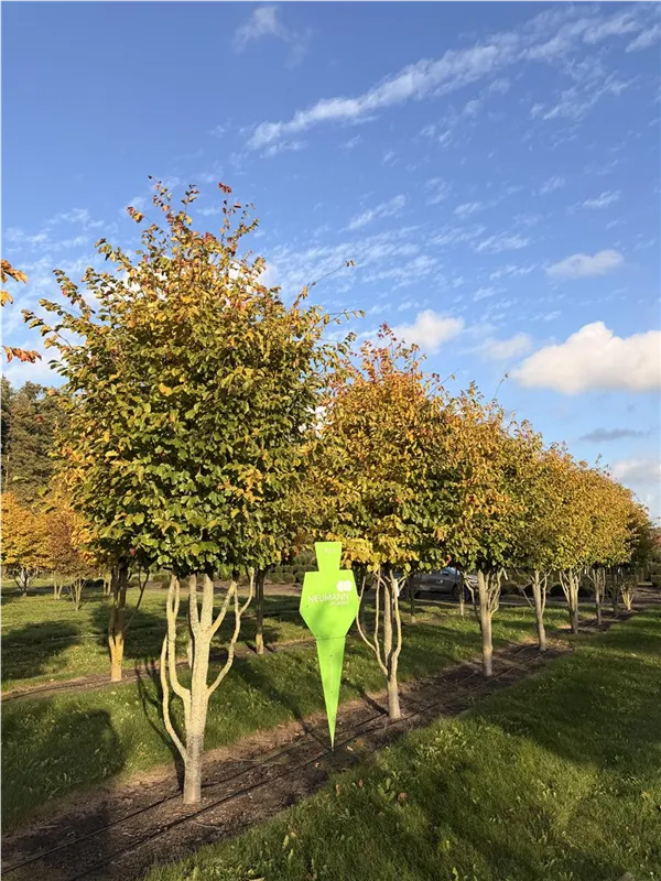 Parrotia persica 'Jodrell Bank'