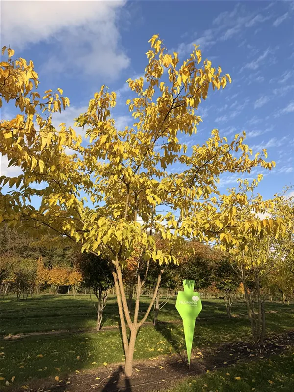 Morus alba 'Fruitless'