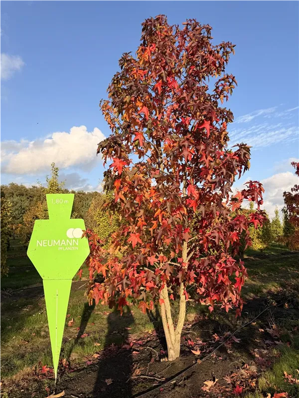 Liquidambar styraciflua
