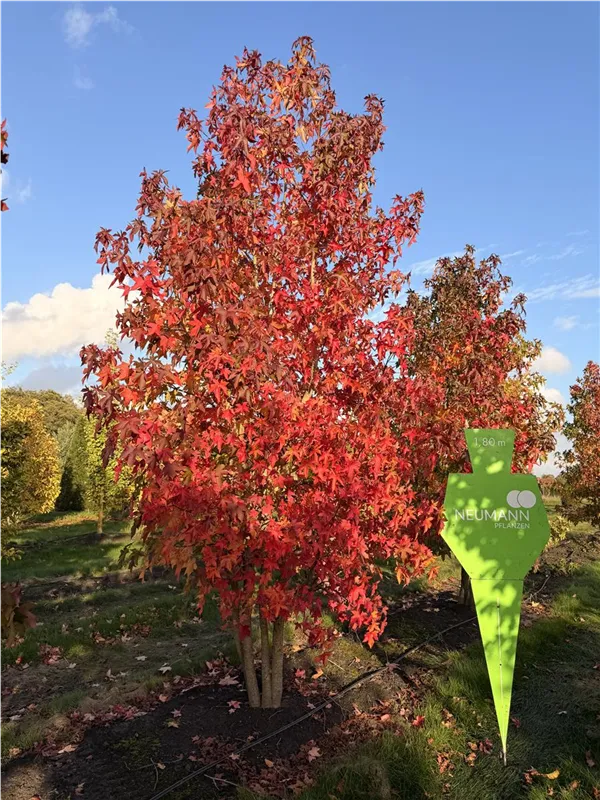 Liquidambar styraciflua