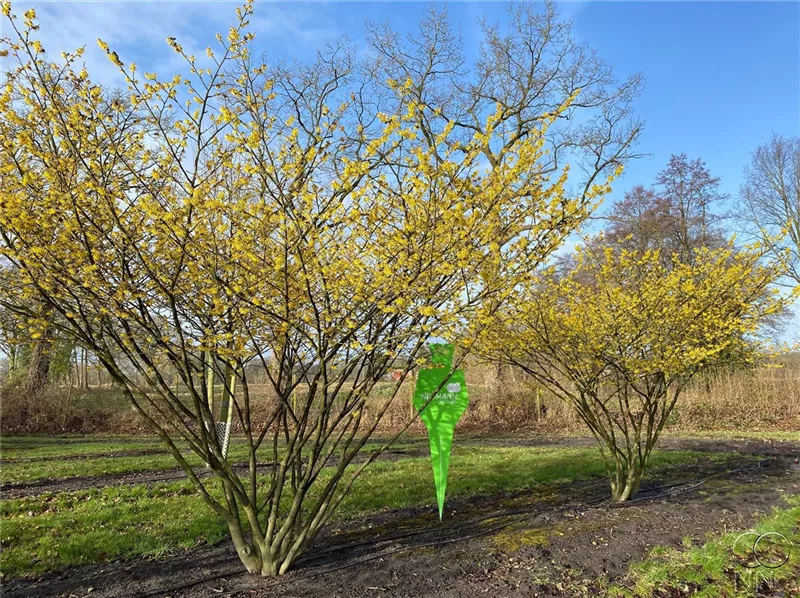 Hamamelis interm.'Arnold Promise'