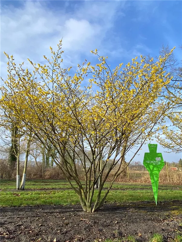 Hamamelis interm.'Arnold Promise'