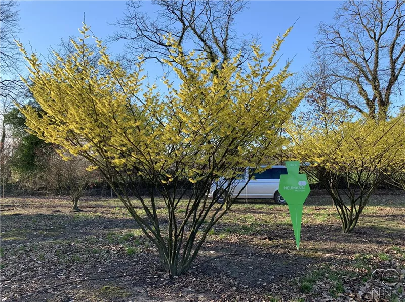 Hamamelis interm.'Arnold Promise'