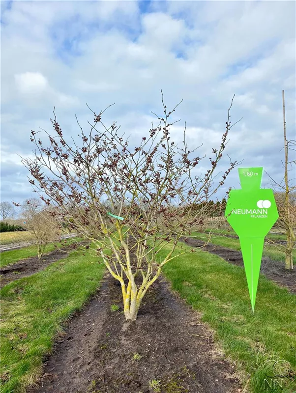 Hamamelis interm.'Feuerzauber'