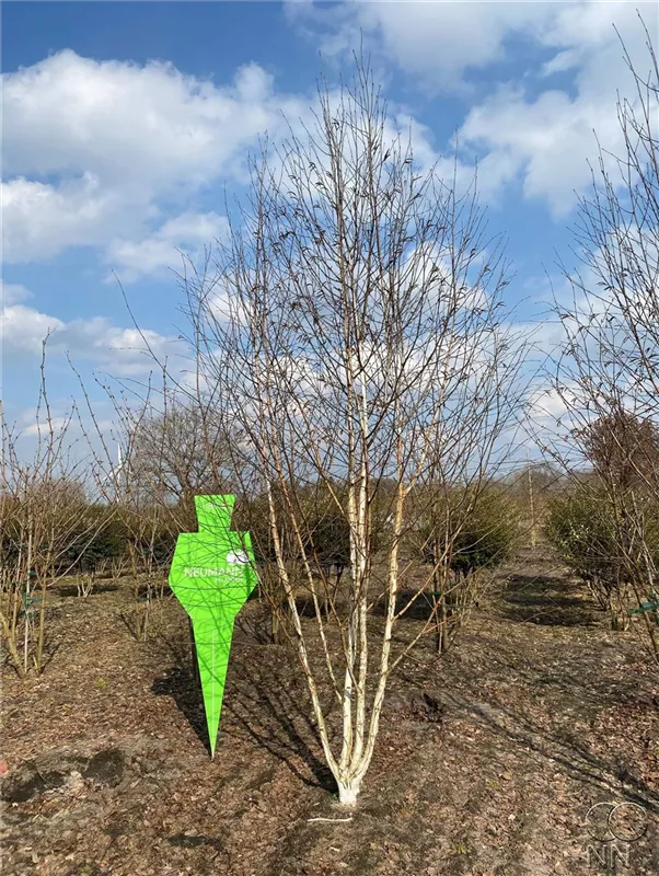 Betula jacquemontii