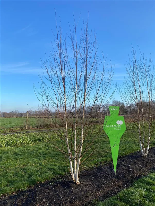 Betula jacquemontii