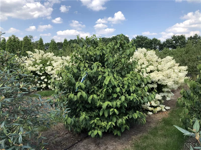 Viburnum plicatum tomentosum