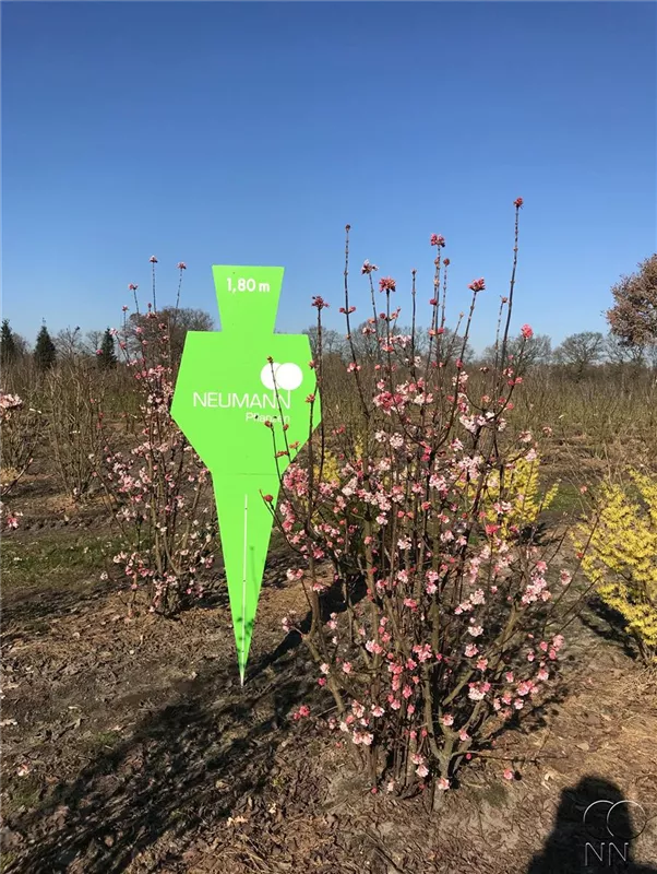 Viburnum bodnantense 'Dawn'