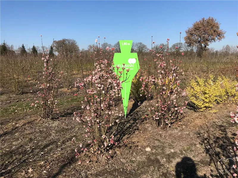 Viburnum bodnantense 'Dawn'