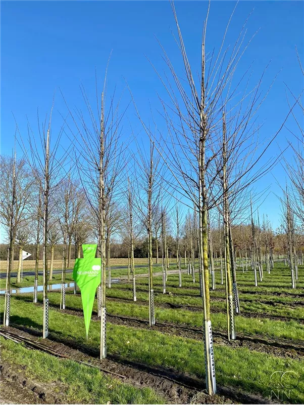 Ulmus hollandica 'Lobel'