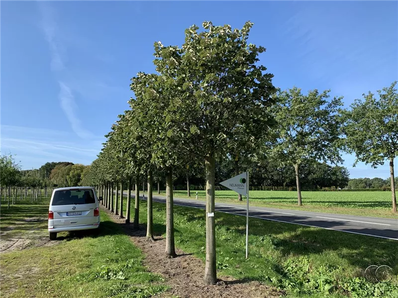 Tilia tomentosa 'Brabant'