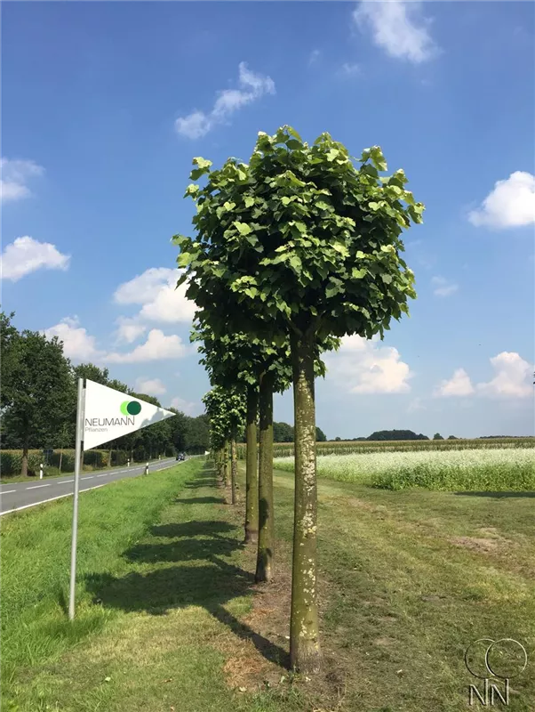 Tilia tomentosa 'Brabant'