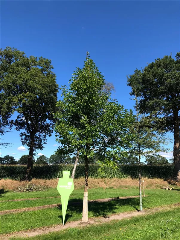 Tilia cordata 'Rancho'