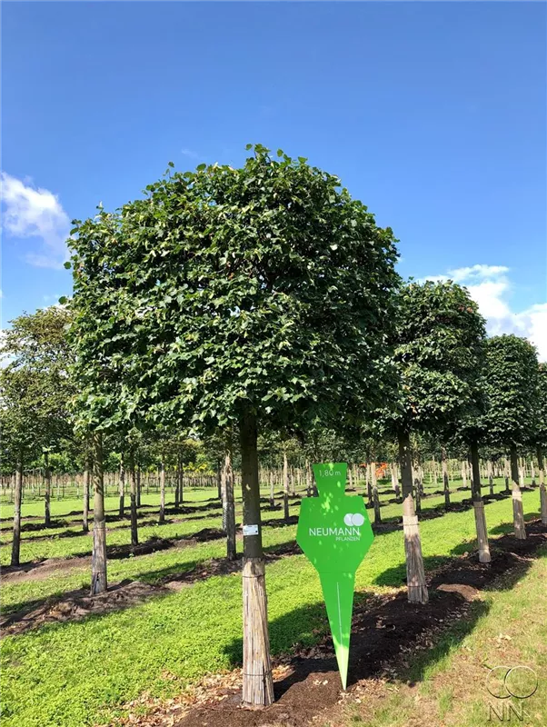 Tilia cordata 'Rancho'