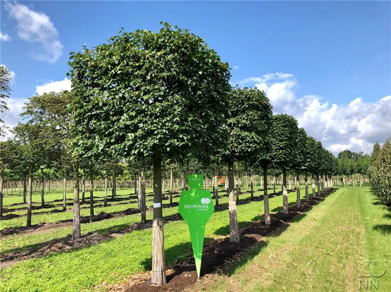 Tilia cordata 'Rancho'