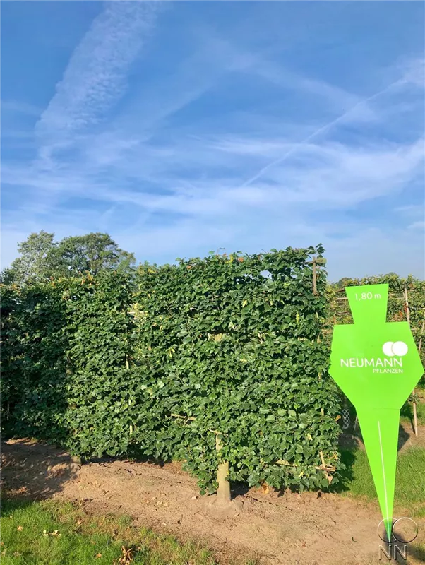 Tilia cordata 'Rancho'