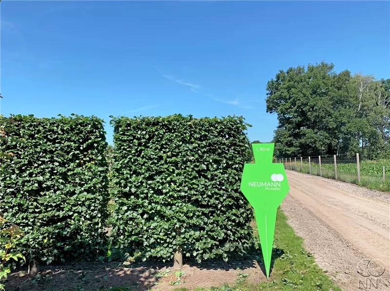 Tilia cordata 'Rancho'