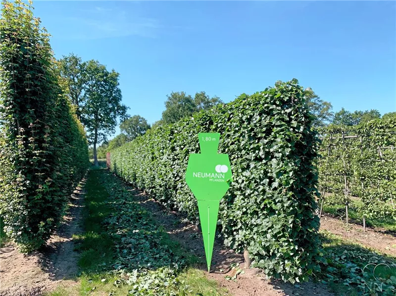 Tilia cordata 'Rancho'