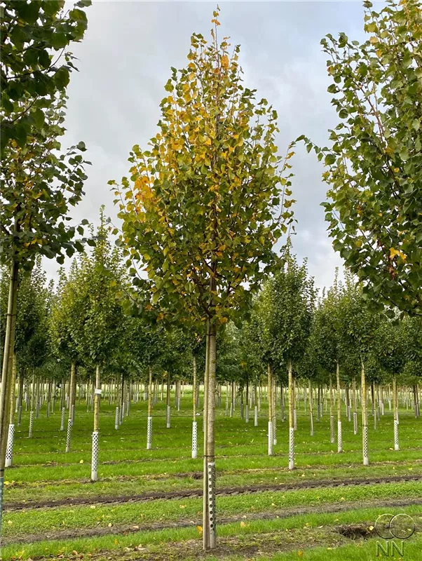 Tilia cordata 'Greenspire'