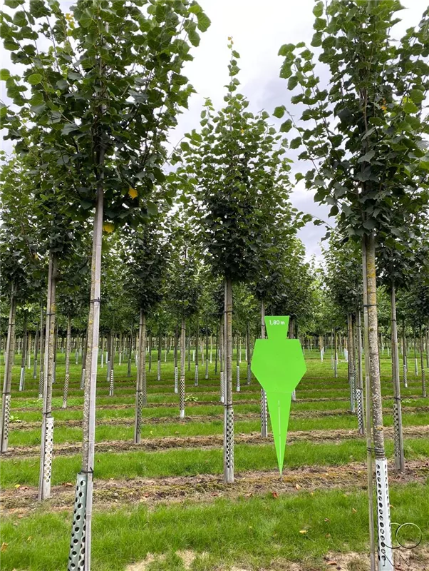 Tilia cordata 'Greenspire'