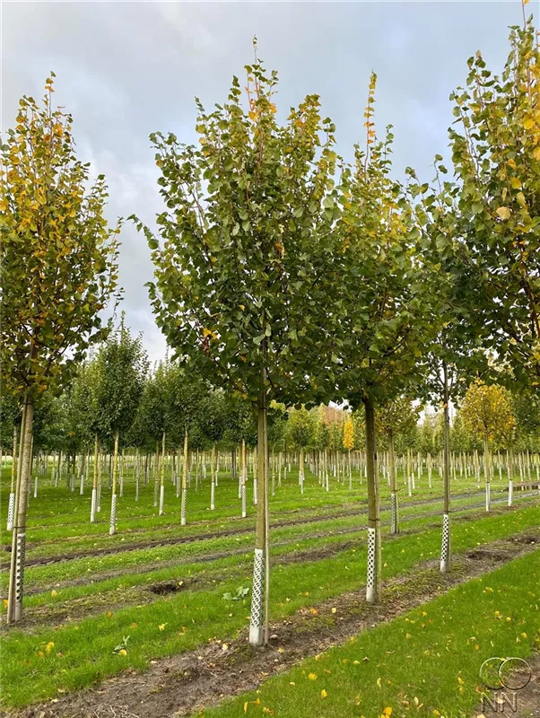 Tilia cordata 'Greenspire'