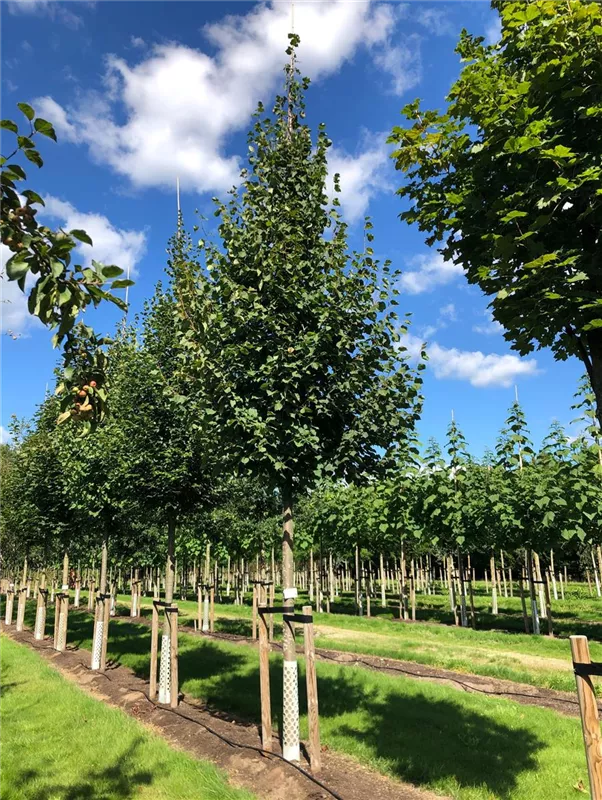 Tilia cordata 'Greenspire'