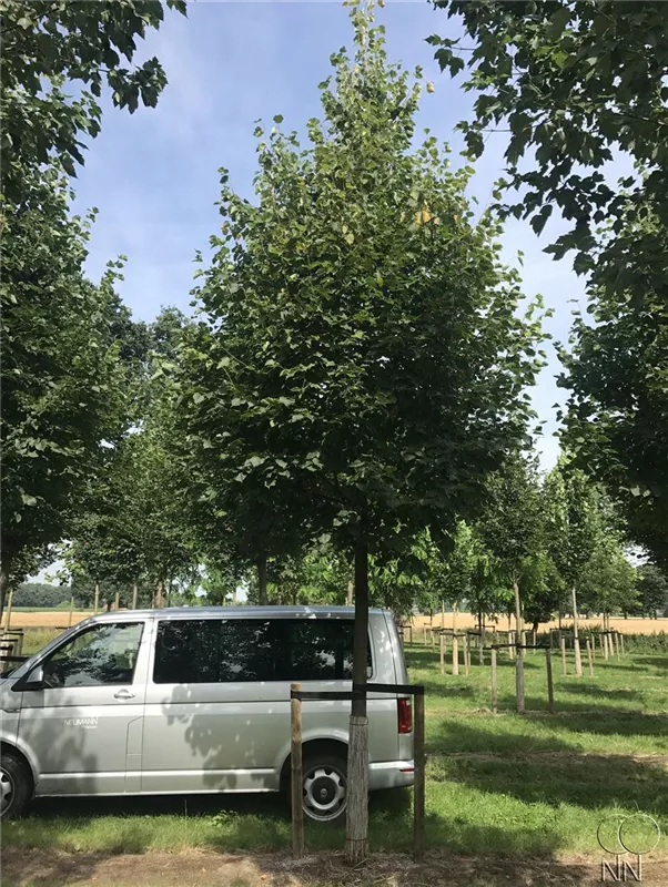Tilia cordata 'Greenspire'