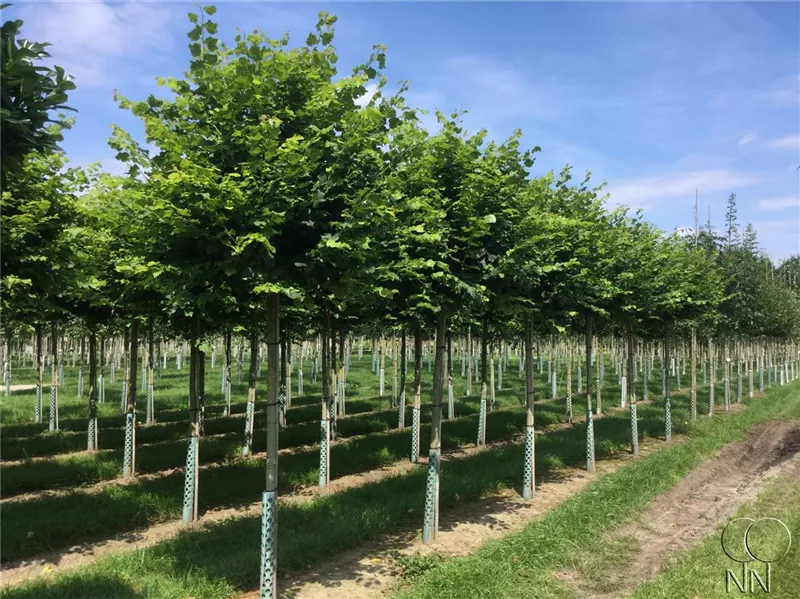 Tilia cordata 'Green Globe'