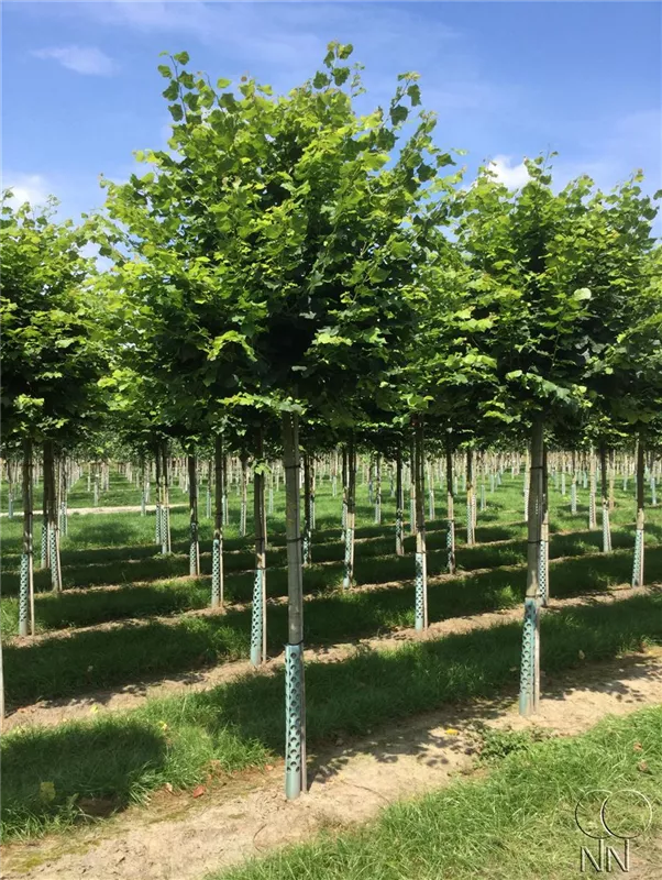 Tilia cordata 'Green Globe'