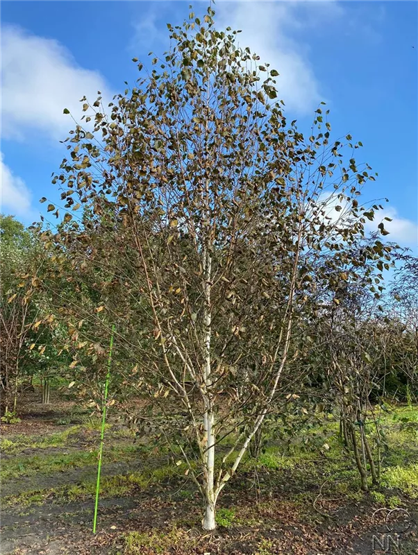 Betula jacquemontii