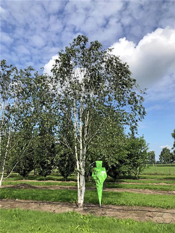 Betula jacquemontii