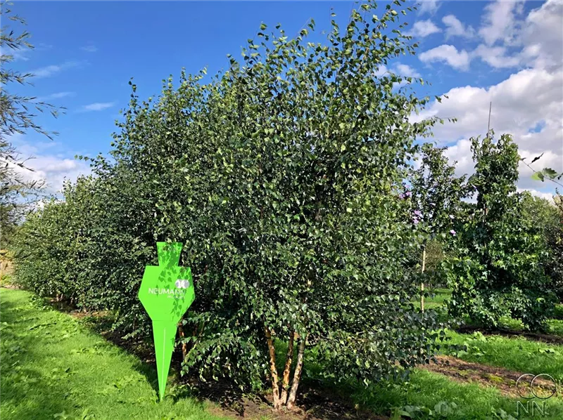 Betula pendula