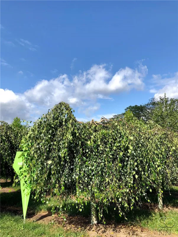 Betula pendula 'Youngii'