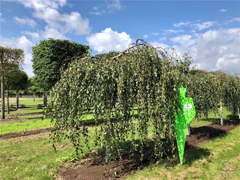 Betula pendula 'Youngii'