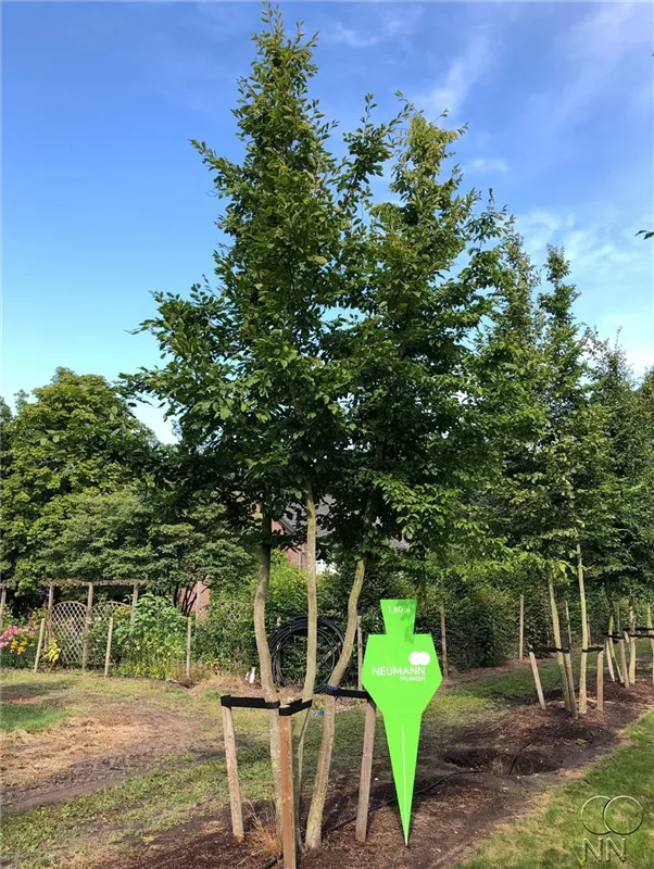 Carpinus betulus