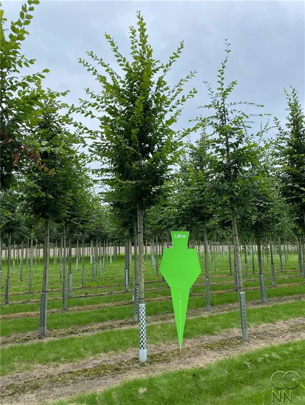 Carpinus betulus