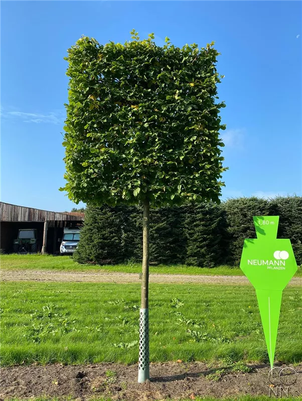 Carpinus betulus
