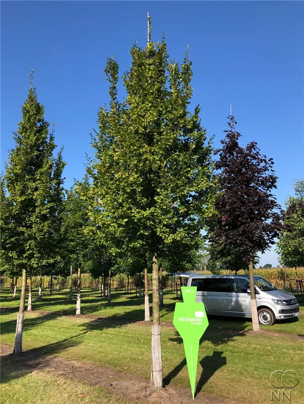 Carpinus betulus