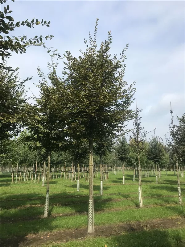 Carpinus betulus