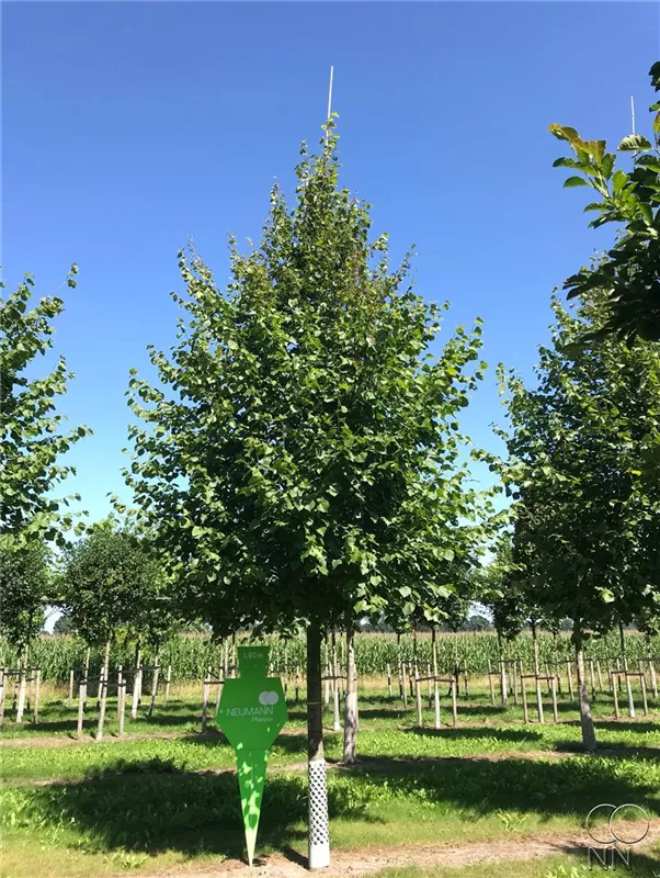 Tilia cordata