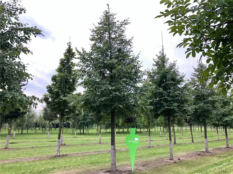 Tilia cordata